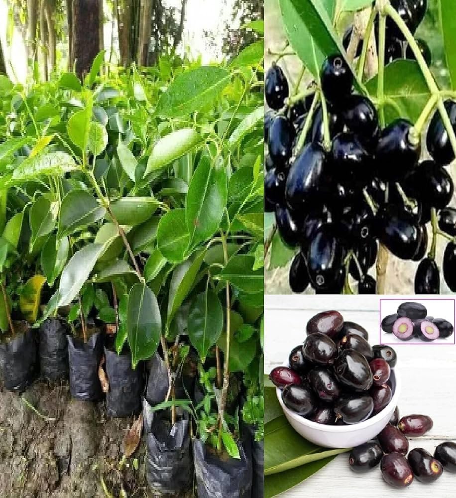 Hybrid Jamun Plant